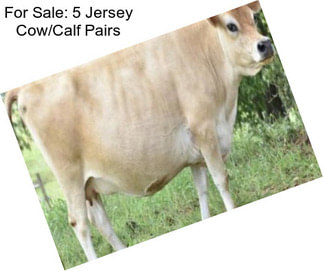 For Sale: 5 Jersey Cow/Calf Pairs