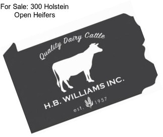 For Sale: 300 Holstein Open Heifers