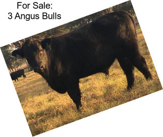 For Sale: 3 Angus Bulls