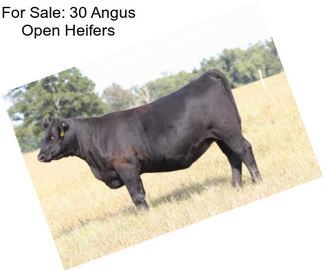 For Sale: 30 Angus Open Heifers