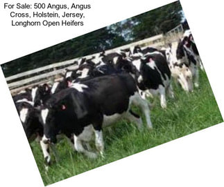 For Sale: 500 Angus, Angus Cross, Holstein, Jersey, Longhorn Open Heifers