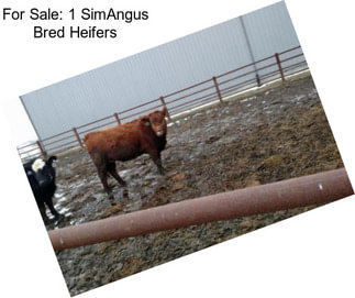 For Sale: 1 SimAngus Bred Heifers