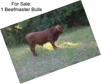 For Sale: 1 Beefmaster Bulls