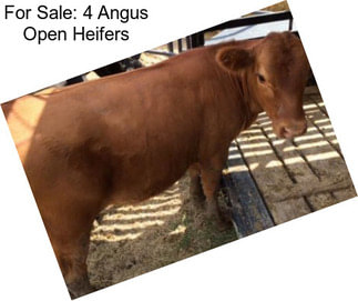 For Sale: 4 Angus Open Heifers