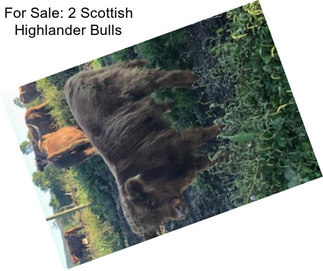 For Sale: 2 Scottish Highlander Bulls