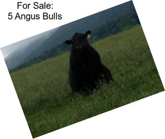 For Sale: 5 Angus Bulls