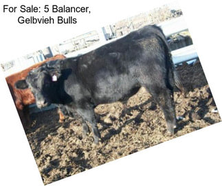 For Sale: 5 Balancer, Gelbvieh Bulls