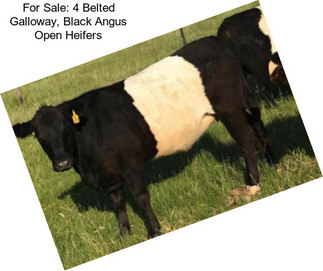 For Sale: 4 Belted Galloway, Black Angus Open Heifers