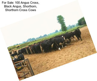 For Sale: 100 Angus Cross, Black Angus, Shorthorn, Shorthorn Cross Cows