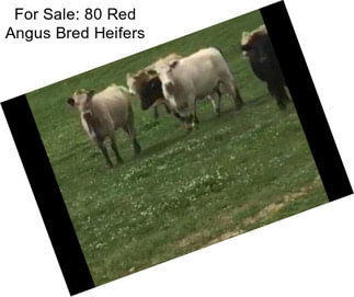 For Sale: 80 Red Angus Bred Heifers