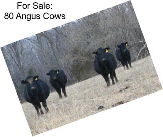 For Sale: 80 Angus Cows