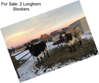 For Sale: 2 Longhorn Stockers