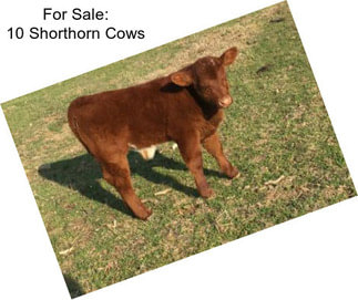 For Sale: 10 Shorthorn Cows