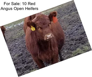 For Sale: 10 Red Angus Open Heifers