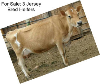 For Sale: 3 Jersey Bred Heifers