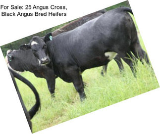 For Sale: 25 Angus Cross, Black Angus Bred Heifers