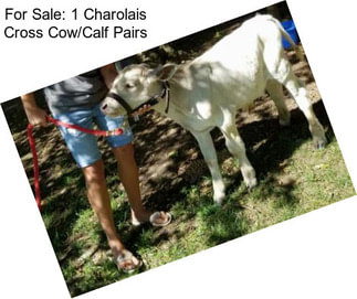 For Sale: 1 Charolais Cross Cow/Calf Pairs