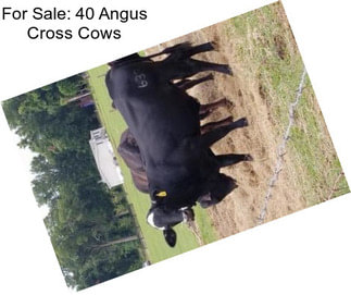 For Sale: 40 Angus Cross Cows