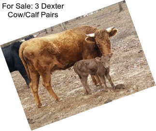 For Sale: 3 Dexter Cow/Calf Pairs