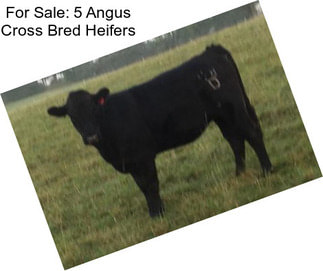 For Sale: 5 Angus Cross Bred Heifers