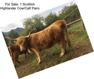 For Sale: 1 Scottish Highlander Cow/Calf Pairs