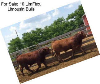 For Sale: 10 LimFlex, Limousin Bulls