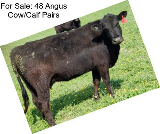For Sale: 48 Angus Cow/Calf Pairs