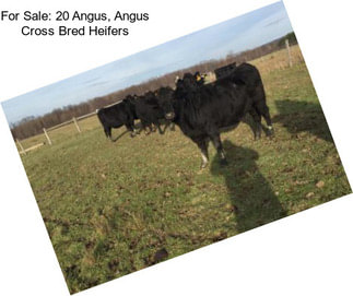 For Sale: 20 Angus, Angus Cross Bred Heifers