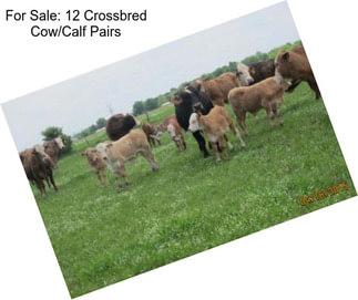 For Sale: 12 Crossbred Cow/Calf Pairs