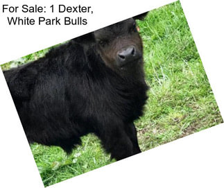 For Sale: 1 Dexter, White Park Bulls