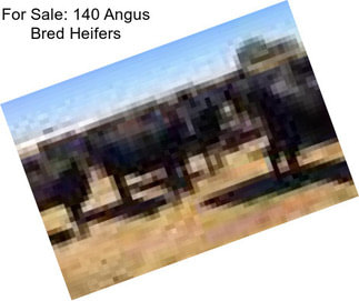 For Sale: 140 Angus Bred Heifers