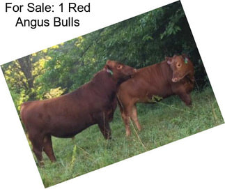 For Sale: 1 Red Angus Bulls