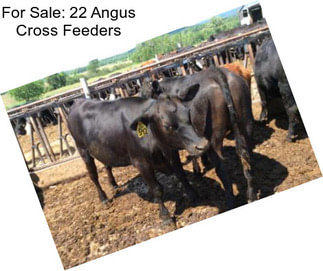 For Sale: 22 Angus Cross Feeders