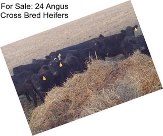 For Sale: 24 Angus Cross Bred Heifers