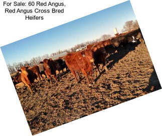 For Sale: 60 Red Angus, Red Angus Cross Bred Heifers