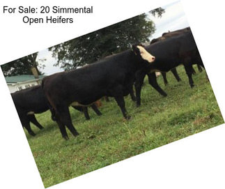 For Sale: 20 Simmental Open Heifers