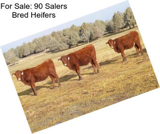 For Sale: 90 Salers Bred Heifers