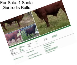 For Sale: 1 Santa Gertrudis Bulls