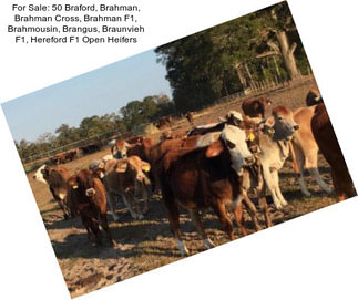 For Sale: 50 Braford, Brahman, Brahman Cross, Brahman F1, Brahmousin, Brangus, Braunvieh F1, Hereford F1 Open Heifers