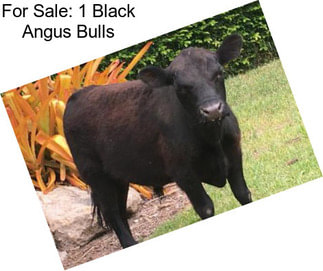 For Sale: 1 Black Angus Bulls