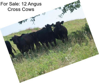 For Sale: 12 Angus Cross Cows