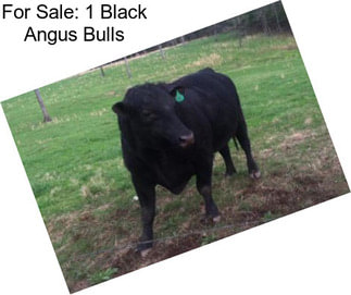 For Sale: 1 Black Angus Bulls