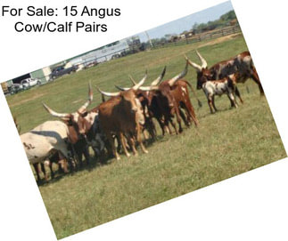 For Sale: 15 Angus Cow/Calf Pairs