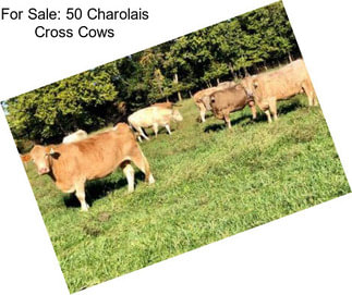 For Sale: 50 Charolais Cross Cows