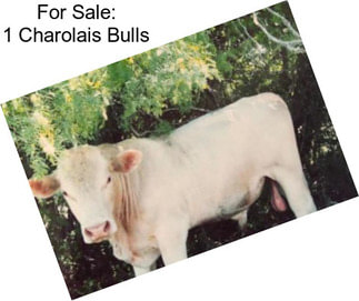 For Sale: 1 Charolais Bulls