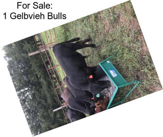 For Sale: 1 Gelbvieh Bulls