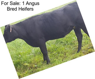 For Sale: 1 Angus Bred Heifers