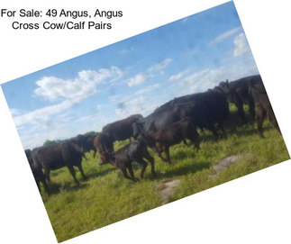 For Sale: 49 Angus, Angus Cross Cow/Calf Pairs