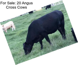 For Sale: 20 Angus Cross Cows