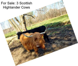 For Sale: 3 Scottish Highlander Cows